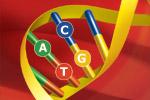 3) Illustration: DNA strand segment showing bases.