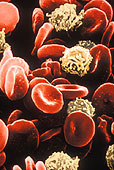 4) Photo: Blood cells.