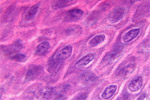 9) Photo: Skin cells.