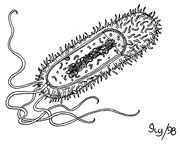 1) Illustration: Eubacteria.