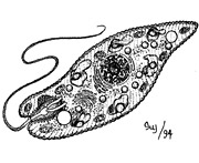 2) Illustration: Major anatomical features of Euglena.