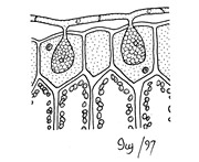 3) Illustration: Fungi, Erysiphe.