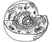 4) Illustration: Animal cell.