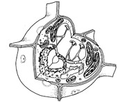 5) Illustration: Plant cell.