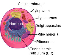 1) Illustration: Animal cell.