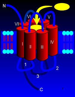 7transligand.gif (22053 bytes)