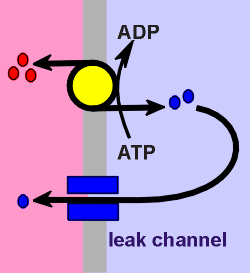 ATPase.gif (8040 bytes)