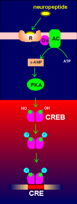 CREB.gif (11402 bytes)