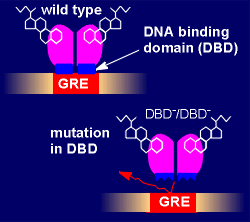 DBDmutation.gif (14812 bytes)