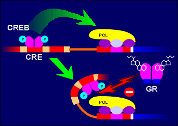 GR CREB.gif (12463 bytes)