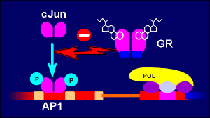 GR cJun.gif (7672 bytes)