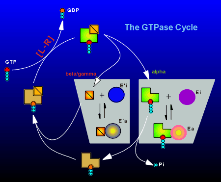 GTPase.gif (27172 bytes)