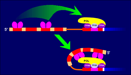 POLactivation.gif (11843 bytes)