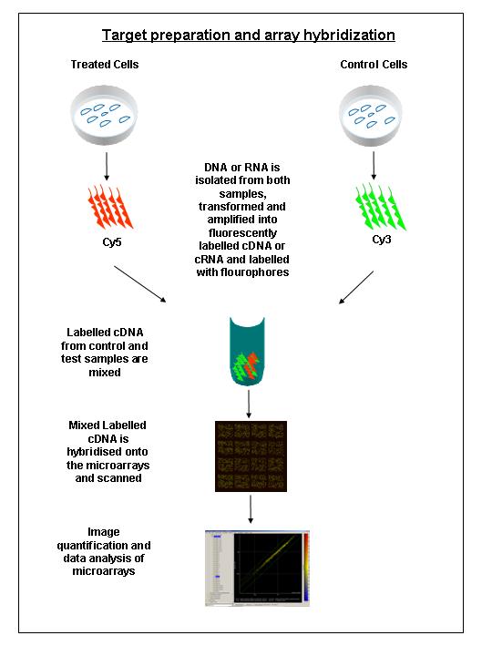 Preparation and hybridisation