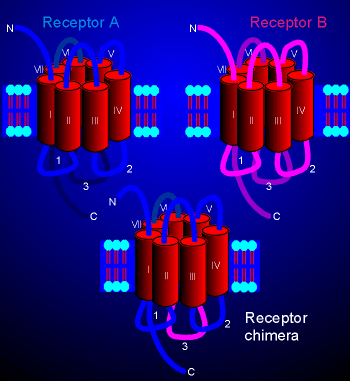 chemera.gif (49881 bytes)