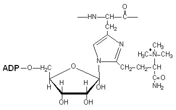 Structure of diphthamide (dipthamide) residue