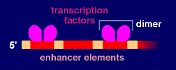 enhancer.gif (4669 bytes)