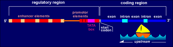 gene.gif (8437 bytes)