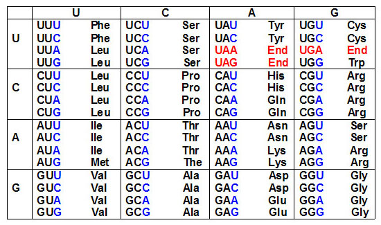 The codon triplets of the genetic code