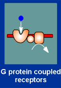 gprotein.gif (4721 bytes)