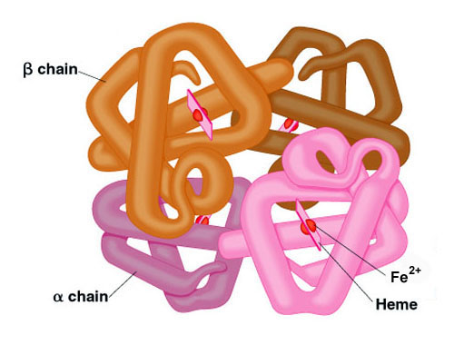 Quaternary structure of hemoglobin