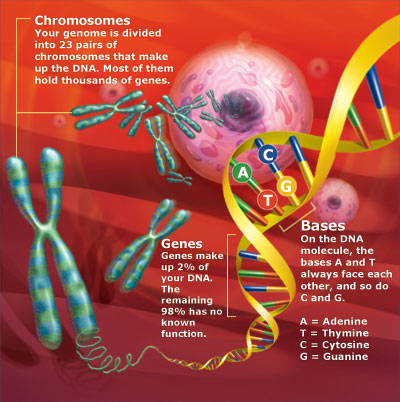 1) Illustration: Chromosomes, genes, and bases