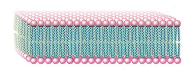 structure of a lipid bilayer