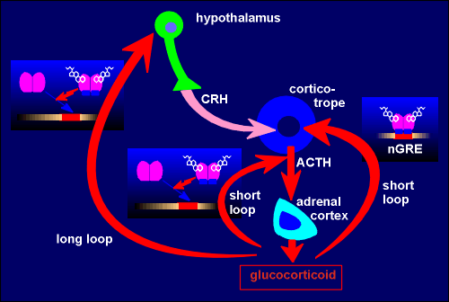 loops.gif (21704 bytes)