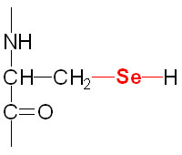 Structure of a selenocysteine residue