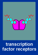 transfact.gif (4013 bytes)