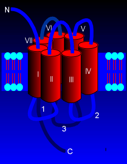 7transcircle.gif (21942 bytes)