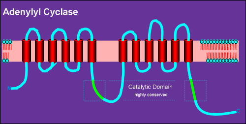 ADENYLYL.gif (19487 bytes)