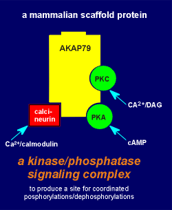 AKAP79.gif (8000 bytes)