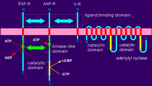 Anp-r.gif (16787 bytes)