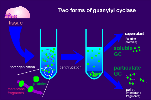 GCs.gif (20469 bytes)