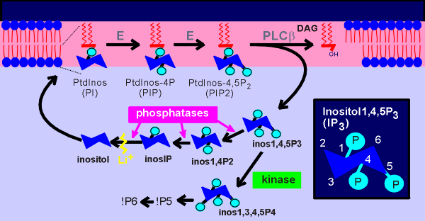 IP3break.gif (28646 bytes)