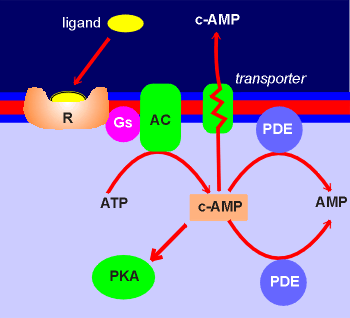 PDE.gif (13223 bytes)