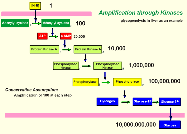 amplification.gif (17828 bytes)