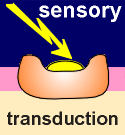 butsensory.gif (5804 bytes)