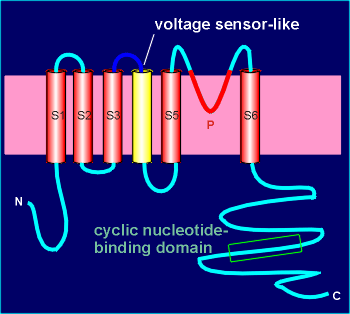 cGMP channel.gif (16399 bytes)