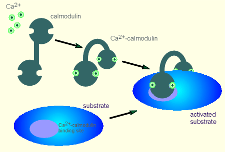 calmodulin2.gif (20472 bytes)