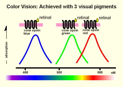 cone opsins.gif (15041 bytes)