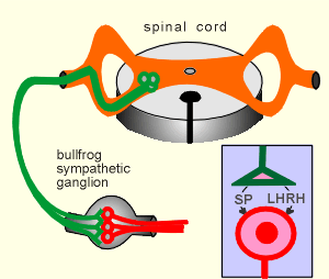 frog ganglion.gif (12707 bytes)