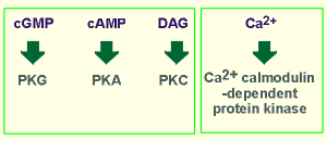 kinases.gif (4305 bytes)