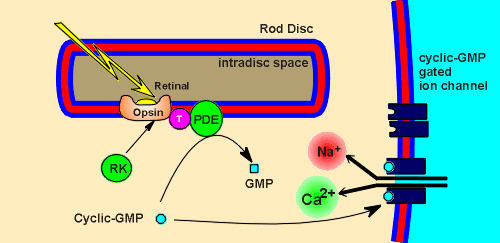 light transduction.gif (17425 bytes)