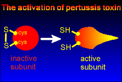 pertoxact.gif (10660 bytes)