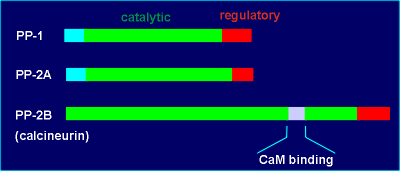 phosphatases.gif (4587 bytes)