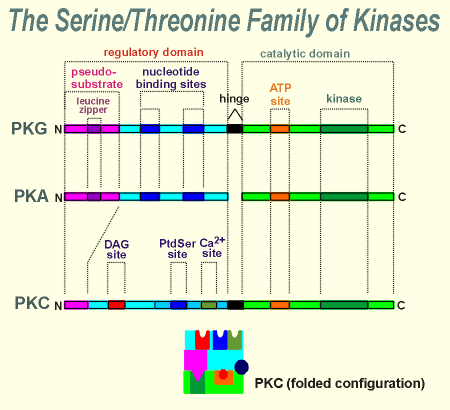 pkc.gif (25868 bytes)