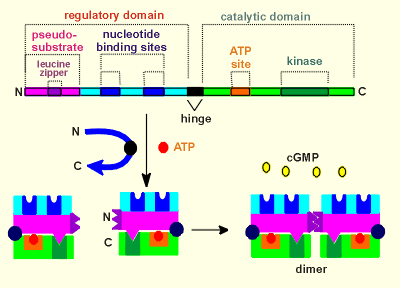 pkg2.gif (16549 bytes)