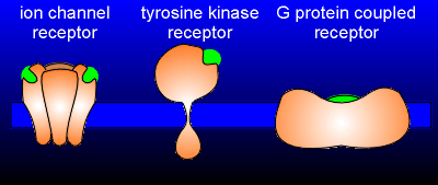 receptors.gif (17638 bytes)